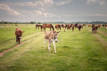Photo for Selective blur on mules and donkeys walking together in a pasture with a cloudy grey sky in Zasavica, Serbia. A mule is a hybrid of a donkey and a horse. - Royalty Free Image