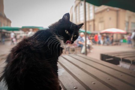 Foto de Desenfoque selectivo en un gato esmoquin blanco y negro extraviado, mirando a la cámara en el Mercado Central de Riga mientras lame los labios, también conocido como Riga Centraltirgus. - Imagen libre de derechos