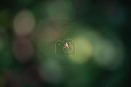 Téléchargez les photos : Flou sélectif sur un macro plan de salticus scenicus, araignée sauteuse zébrée, araignée noire et large, sur sa toile d'araignée devant un fond flou Europe. Cette araignée zébrée est commune dans la nature européenne. - en image libre de droit