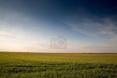 Foto de Panorama de un campo de trigo, de color verde, en una tarde soleada con cielo azul, en un típico paisaje agrícola serbio, en la temporada de primavera, en Vojvodina, en Titel. - Imagen libre de derechos