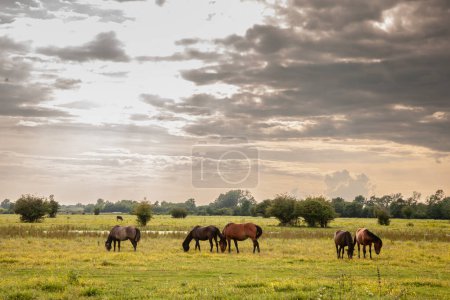 Photo for Selective blur on a group, a herd of horses, brown, in Zasavica, Serbia, eating and grazing grass in a traditional rural farm landscape. Equidae are a symbol of countryside animals. - Royalty Free Image