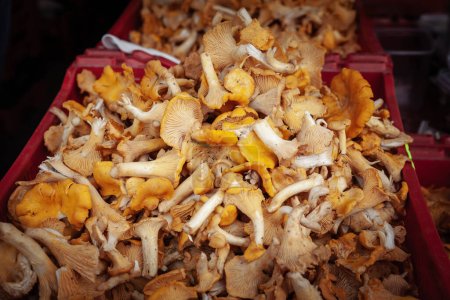 Selective blur on chanterelle muschrooms, for sale on a stand of a farmers market in Riga, Latvia.Cantharellus, Craterellus, Gomphus, and Polyozellus, or chanterelles, are famous in gastronomy.