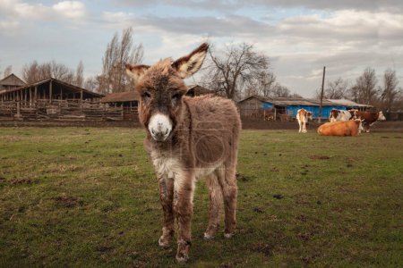Selektive Unschärfe auf einem Fohlen, einem jungen Esel, der in Zasavica, Serbien, in eine Kamera blickt. Equus Asinus, oder Hausesel, ist ein Nutztier.