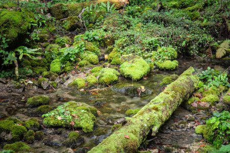 Desenfoque selectivo en el agua que fluye a través de árboles cubiertos de musgo y rocas en un sereno arroyo de montaña croata con desenfoque de velocidad, que muestra una vegetación vibrante y el flujo tranquilo de la naturaleza.