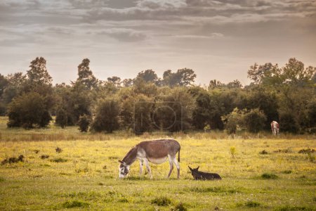 Photo for Selective blur on a donkey mother grazing in a grassfield next to her foal, a young donkey in a farm in Zasavica, Serbia. Equus Asinus, or domestic donkey, is a cattle farm animal. - Royalty Free Image