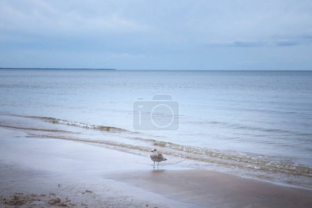 Desenfoque selectivo sobre una joven gaviota de arenque juvenil posando en la playa de Jurmala junto al mar Báltico con su plumaje marrón joven. La gaviota arenque europea, Larus argentatus, es una ave marina endémica de Europa..