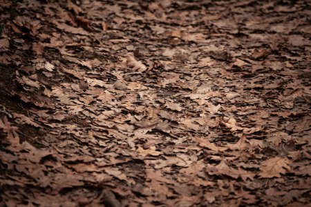Foto de Desenfoque selectivo en hojas marrones de roble. Una alfombra de hojas secas de roble cubre el suelo del bosque, lo que indica la temporada de otoño profundo. - Imagen libre de derechos
