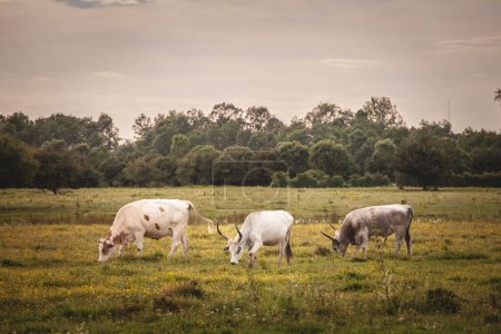 Manada de vacas podolias pastando libremente en los pastos de Serbia, Vojvodina con una vaca gris con largos cuernos mirando. El ganado podolio es una raza de vacas y bueyes de Europa con cuernos largos.