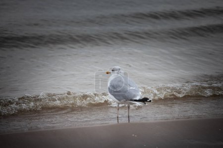 Selective blur on a herring gull standing on the waters of Baltic sea in Garciems Latvia on a foggy afternoon. The european herring gull, Larus argentatus, is a seabird, endemic to Europe.