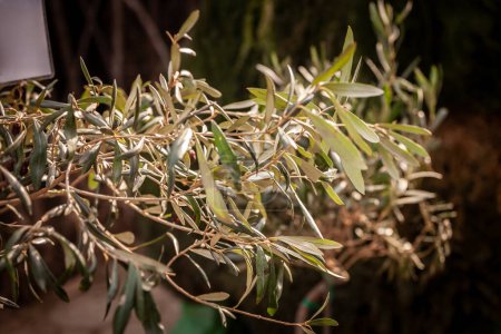 Photo for Selective blur on the branches and leaves of olive trees in the outdoor, standing at dusk in nature. Olive tree, or Olea Europaea, is a tree present on the mediterranean. - Royalty Free Image