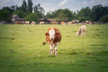 Desenfoque selectivo en un retrato de una vaca frisiana Holstein, con su típica piel marrón y blanca de pie en un pasto. Holstein es una raza de vaca, conocida por su producción de leche láctea.