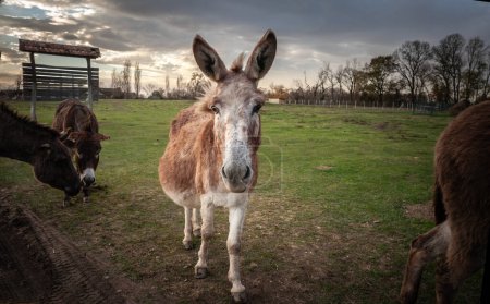 Selektive Unschärfen auf Maultieren und Eseln, die gemeinsam auf einer Weide mit wolkenlosem grauen Himmel in Zasavica, Serbien, spazieren. Ein Maultier ist eine Kreuzung aus Esel und Pferd.