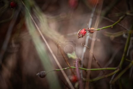 Selective blur on the fruits and berries of dog rose, on a macro shot, in winter, dried and faded, surrounded by branches. Rosa Canina, or Dog rose, is a species of wild rose known for its fruits.