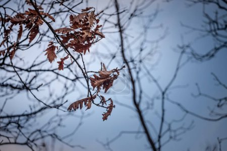 Selektive Unschärfe auf braunen Blättern von Eichen, die in der Dämmerung des Herbstes an Ästen stehen, während eines kalten Nachmittags, was die tiefe Herbstsaison signalisiert.