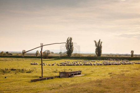 Photo for Panorama of the plains of vojvodina with green grass in titelski breg with a flock and herd of white sheeps, with short wool, standing and grazing, eating grass land of a pasture. - Royalty Free Image