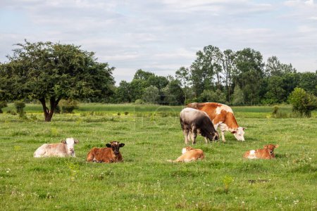 Selective blur on a herd of cows, some young laying, some older standing, including a a Holstein frisian cow, with its typical brown and white fur in a grassland pasture in Zasavica, Serbia.