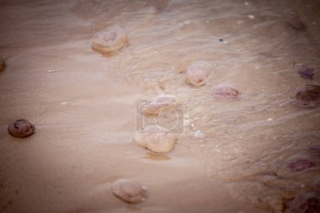 Selektive Unschärfe auf lila Quallen, die im Sand eines Strandes der Ostsee in Jurmala, Lettland, der Familie der Aurelia aurita sterben, auch Quallen, Mond- oder Untertassengelee genannt.