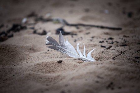 Selektive Unschärfe auf einer Möwenfeder isoliert im Sand eines Strandes an der Ostsee in Jurmala, Lettland, wo viele Vögel und andere Tierarten zu sehen sind.