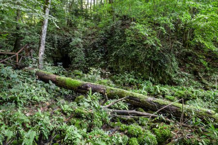 Los troncos cubiertos de musgo yacían en el suelo del bosque de Papuk Mountain, creando un paisaje sereno y teñido de verde rico en tranquilidad. Papuk es un parque natural en eslavonia, croacia.
