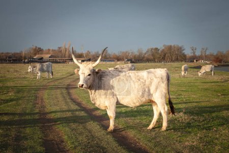 Manada de vacas podolias pastando libremente en los pastos de Serbia, Vojvodina con una vaca gris con largos cuernos mirando. El ganado podolio es una raza de vacas y bueyes de Europa con cuernos largos.