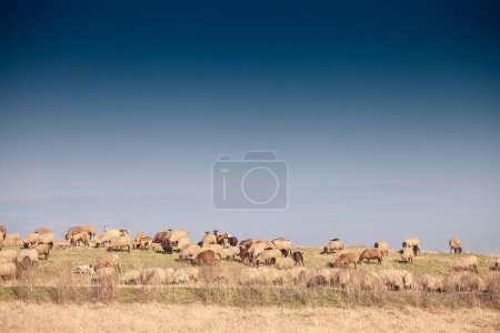 Panorama of the plains of vojvodina in deliblatska pescara, the deliblato sandlands, with dry winter grass with a flock and herd of white sheeps, with short wool, standing and grazing, eating.