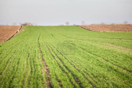 Selektive Unschärfe auf einer grünen Wiese, einem Grasfeld; auf einer Agrarlandschaft, in der Landschaft von Deliblato, Serbien, in der Vojvodina im Frühling, bevor Plantagen und Feldfrüchte vorbereitet werden.
