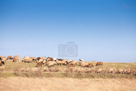 Panorama des plaines de vojvodine dans deliblatska pescara, les sables deliblato, avec herbe sèche d'hiver avec un troupeau de moutons blancs, avec laine courte, debout et pâturage, manger.