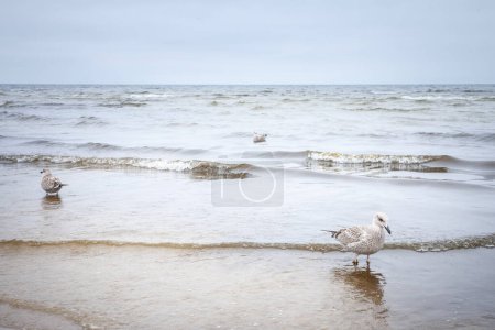 Selective blur on a group of young juvenile herring gulls posing on Jurmala beach by baltic sea with its young brown plumage. The european herring gull Larus argentatus is a seabird, endemic to Europe.