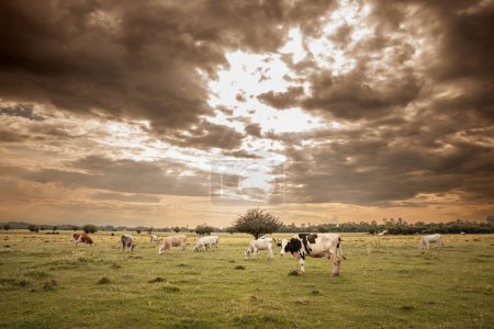 Flou sélectif sur un troupeau de vaches, y compris une vache frisienne Holstein, avec sa fourrure brune et blanche typique dans un pâturage de prairie à Zasavica, Serbie.