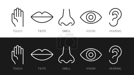 Cinq sens vectoriels icônes ensemble. vision, ouïe, toucher, goût, odeur