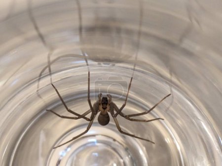A brown recluse showing off the classic violin design on her head.