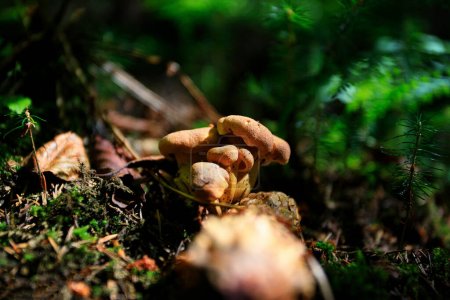 Photo for Chanterelle mushrooms on the forest floor of moss and leaves, with shallow depth of field - Royalty Free Image