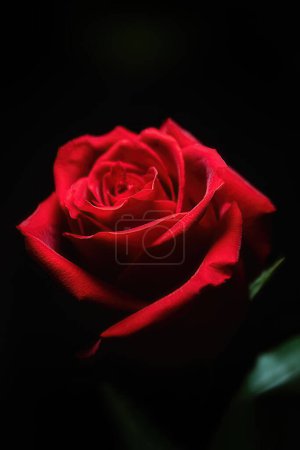 gros plan vibrant d'un bouton de rose rouge sur fond sombre