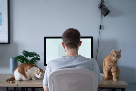 Téléchargez les photos : Jeune ingénieur gris en t-shirt. joyeux caucasien mâle freelance développeur de logiciels assis sur le lieu de travail dans le bureau à domicile à peine travailler à l'aide d'un ordinateur avec deux chats tabby assis sur une table - en image libre de droit