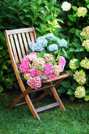 Téléchargez les photos : Chaise en bois et belles fleurs d'hortensia dans le jardin - en image libre de droit