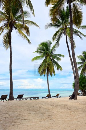 Téléchargez les photos : Belle plage de palmiers à Zanzibar, Tanzanie - en image libre de droit