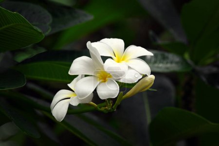Téléchargez les photos : Fleurs plumeria blanches fleurissant dans un arbre gros plan - en image libre de droit