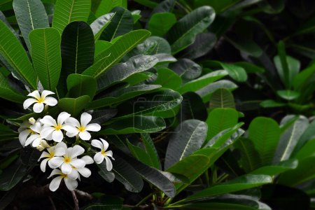 Téléchargez les photos : Fond de fleurs plumeria blanches fleurissant dans un arbre gros plan - en image libre de droit