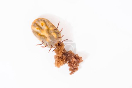Photo for Macro - Big tick, full of blood, having eggs on the white background - Royalty Free Image