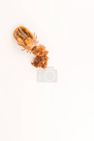Photo for Macro - Big tick, full of blood, having eggs on the white background - Royalty Free Image