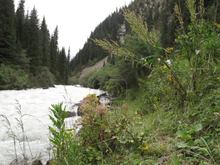  mountain river with wild plants along the shore