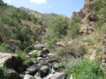              river in the mountains, various stones and green shrubs                  