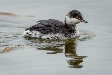 Photo for Close up image of the non breeding horned grebe with red eyes swimming in a river. Reflection of the bird in grey water. - Royalty Free Image