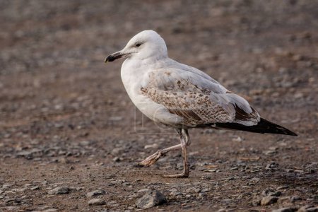 Photo for Close up image of a young white, grey and brown Caspian gull walking on a stone and sandy ground. - Royalty Free Image