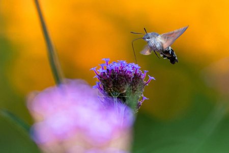 Téléchargez les photos : Tiny Hummingbird hawk-moth buzzing around violet flowers of Argentinian vervain sampling nectar with its proboscis. Soirée ensoleillée dans le jardin. Fond vert et orange flou. - en image libre de droit