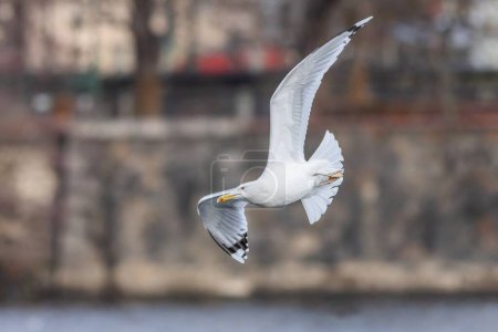 Photo for A large white Caspian gull with yellow beak flying over the river. Winter time in the Czech capital city, Prague. Colorful blurry background. - Royalty Free Image