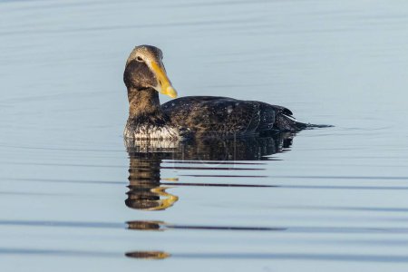 Photo for A young male of the common eider, a brown water bird with yellow beak swimming in blue water. Sunny day by a lake. - Royalty Free Image