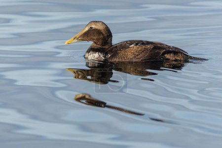 Photo for A young male of the common eider, a brown water bird with yellow beak swimming in blue water. Sunny day by a lake. - Royalty Free Image