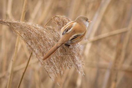 The bearded reedling, a small brown and grey bird, the female, foraging on reed seeds. 