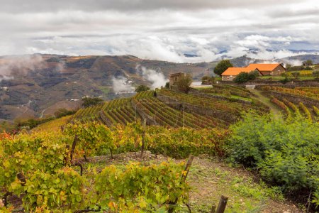 Téléchargez les photos : Vue sur les vignes et les paysages dans les vignobles de la vallée du Douro au Portugal - en image libre de droit